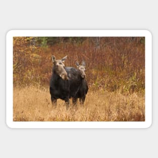 Moose - Algonquin Park, Canada Sticker